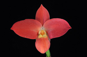 Phragmipedium</i> Fritz Schomburg 'Margarete' AM/AOS 81 pts